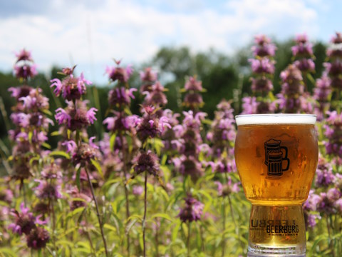 Hop Balm Beer nestled in a field of Beebalm