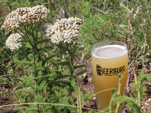 Sour Flower Beer sitting alongside wild Yarrow